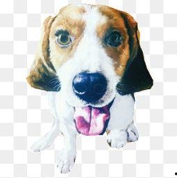 狗狗吐舌头图片,萌态尽显